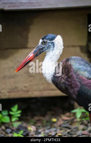 Der asiatische Wollhals (Ciconia episcopus) ist in einer Vielzahl von Lebensräumen verteilt, einschließlich Sümpfen in Wäldern, landwirtschaftlichen Gebieten und Süßwasser Stockfoto