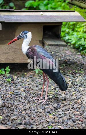 Der asiatische Wollhals (Ciconia episcopus) ist in einer Vielzahl von Lebensräumen verteilt, einschließlich Sümpfen in Wäldern, landwirtschaftlichen Gebieten und Süßwasser Stockfoto