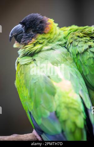 Der mit Ocker markierte Sittich (Pyrrhura cruentata) ist eine in Brasilien heimische Papageienart. Dieser farbenfrohe Sittich ist ein überwiegend grüner Vogel Stockfoto