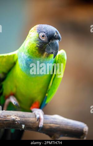 Der nandayische Sittich (Aratinga nenday) ist ein mittelkleiner, meist grüner, neotropischer Papagei, der auf dem südamerikanischen Festland heimisch ist. Stockfoto