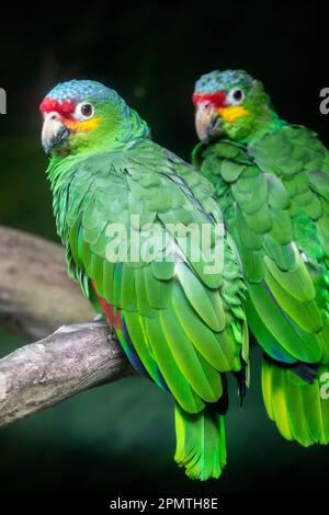 Der Limacine amazonas (Amazona autumnalis lilacina) ist ein in Ecuador in Südamerika heimischer amazonasapagei. Der lilienamazon ist in der Regel kleiner Stockfoto