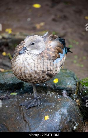 Die Blauflügelgans (Cyanochen cyanoptera) ist eine Wasservogelart, die in Äthiopien endemisch ist. Er hat einen kleinen schwarzen Schirm und schwarze Beine. Ein Stück Stockfoto