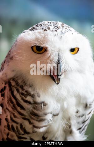 Das Nahbild der Schneeeule (Bubo scandiacus). Es ist eine große, weiße Eule der wahren Eulenfamilie. Schneeulen sind in den arktischen Regionen heimisch Stockfoto