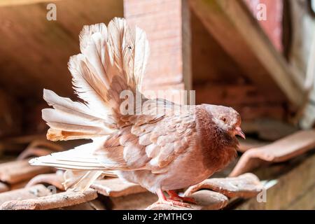 Die Fantail ist eine beliebte Art von schicken Tauben, die durch einen fächerförmigen Schwanz aus 30 bis 40 Federn gekennzeichnet ist Stockfoto