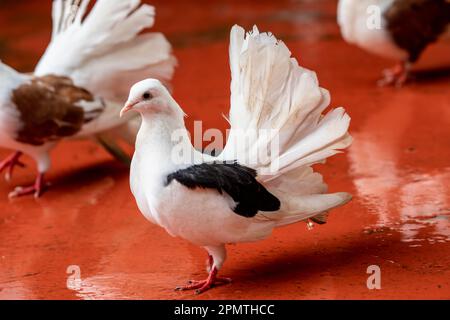 Die Fantail ist eine beliebte Art von schicken Tauben, die durch einen fächerförmigen Schwanz aus 30 bis 40 Federn gekennzeichnet ist Stockfoto