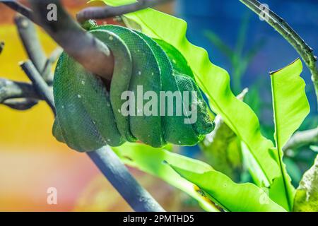 Die grüne Baumpython (Morelia viridis) ist eine Schlangenart aus der Familie Pythonidae. Es ist eine leuchtend grüne Schlange, die in der Regel in Bäumen lebt. Stockfoto