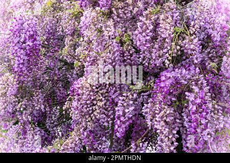 Lila und weiße Wisteria Blütenpflanze, in voller Blüte Stockfoto
