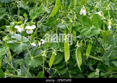 Frische, leuchtend grüne Erbsenschoten mit weißen Blumen auf einer Erbsenrebe in einem Garten im Freien. Stockfoto