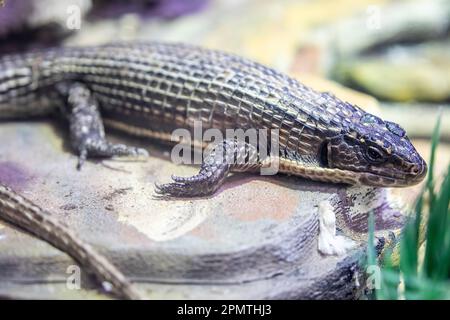 Die sudanesische Eidechse (Broadleysaurus major) ist eine mittelgroße, tageszeitliche afrikanische Eidechse. Diese Art ist leicht zu erkennen Stockfoto