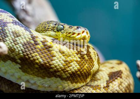 Die Timor-Python (Malayopython timoriensis) ist eine in Südostasien vorkommende Pythonart. Wie alle Pythons ist es ein nicht-giftiger Konstriktor. Stockfoto