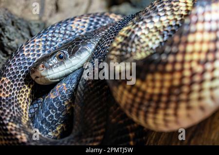 Die texanische Rattenschlange (Pantherophis obsoletus lindheimeri) ist eine Unterart der schwarzen Rattenschlange, einer nicht giftigen Kolubriden. Es ist in den USA zu finden. Stockfoto