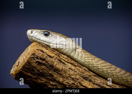 Die Schwarze Mamba (Dendroaspis polylepis) ist eine hochgiftige Schlangenart der Familie Elapidae. Stockfoto