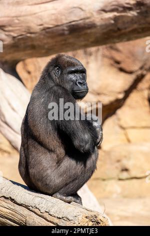 Der weibliche westliche Tiefland-Gorilla. Es ist eine von zwei Unterarten des westlichen Gorillas, die in Montanwäldern, Primär- und Sekundärwäldern leben Stockfoto