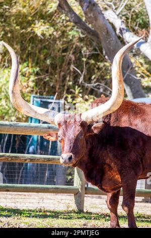 Die Ankole-Watusi ist eine moderne amerikanische Rasse von Hausrindern. Es stammt aus der Ankole Gruppe von Sanga Rinderrassen aus Zentralafrika. Stockfoto