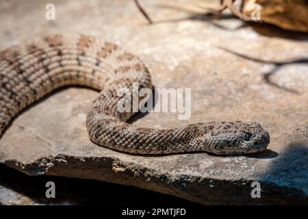 Die gefleckte Klapperschlange (Crotalus mitchellii) ist eine giftige Grubenviper in der Familie der Viperidae. Die Art ist im Südwesten der USA endemisch Stockfoto