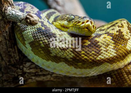 Die Timor-Python (Malayopython timoriensis) ist eine in Südostasien vorkommende Pythonart. Wie alle Pythons ist es ein nicht-giftiger Konstriktor. Stockfoto