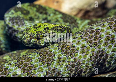 Mangshan-Grubenotter (Protobothrops mangshanensis) ist eine giftige Grubenotter, die in den Provinzen Hunan und Guangdong in China endemisch ist. Sie essen Frösche Stockfoto