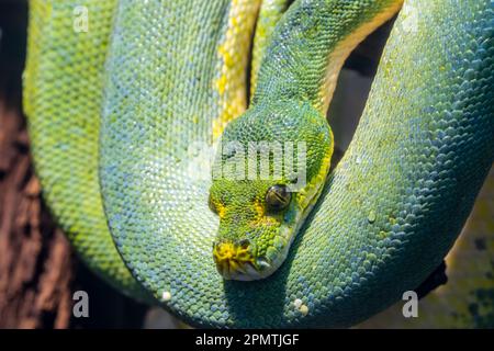 Die grüne Baumpython (Morelia viridis) ist eine Schlangenart aus der Familie Pythonidae. Es ist eine leuchtend grüne Schlange, die in der Regel in Bäumen lebt. Stockfoto