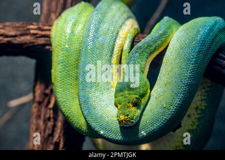 Die grüne Baumpython (Morelia viridis) ist eine Schlangenart aus der Familie Pythonidae. Es ist eine leuchtend grüne Schlange, die in der Regel in Bäumen lebt. Stockfoto