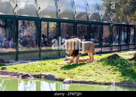 Houston USA 3. Februar 2023: Touristen beobachten den afrikanischen Löwen (Panthera leo) im Zoo von Houston. Stockfoto