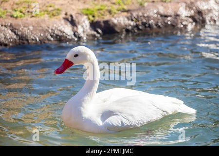 Der Coscorobaschwan (Coscoroba coscoroba) ist eine in Südamerika endemisch vorkommende Art von Wasservögeln. Es handelt sich um die kleinsten Vögel, die „Schwäne“ genannt werden. Stockfoto