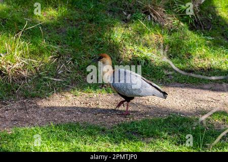 Der schwarze Ibis (Theristicus melanopis) ist eine Vogelart der Familie Threskiornithidae. Sie findet sich im Grünland und auf den Feldern Stockfoto