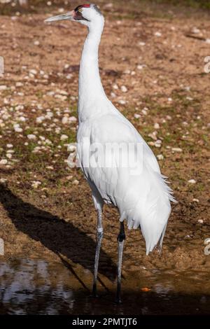 Der Keuchkran (Grus americana) ist der höchste nordamerikanische Vogel, benannt nach seinem Keuchgeräusch. Es ist eine gefährdete KranSpezies. Stockfoto
