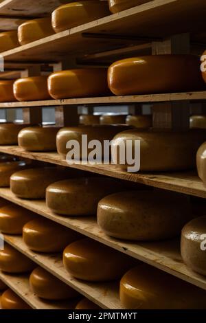 Käseköpfe reifen auf Regalen im Fabriklager. Viele holländische Käsesorten im Regal. Stockfoto