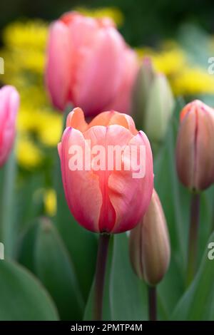 Tulipa. Lachs-rosa darwin-Hybrid-Tulpe Stockfoto