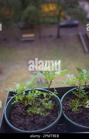 Junge Setzlinge von Tschernobryvtsy-Blüten in Töpfen auf dem Balkon. Stockfoto
