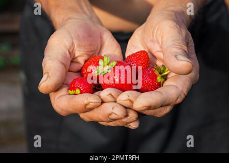 Ältere männliche Landwirte ernten reife Erdbeeren. Eine Handvoll Beeren in seinen Händen. Ernte frischer biologischer Erdbeeren. Hände des Bauern, der Strohhalme pflückt Stockfoto