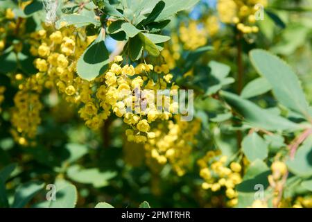 Blühender Zweig von Barberry. Berberis chinensis, ein gelber Zierblumen-Busch. Stockfoto
