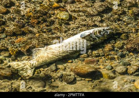 Toter Chinook, Lachs, Issaquah Creek Hatchery, Washington. Lachse schwimmen den Issaquah Creek hinauf und viele sterben, bevor sie die Hatchery erreichen. Stockfoto