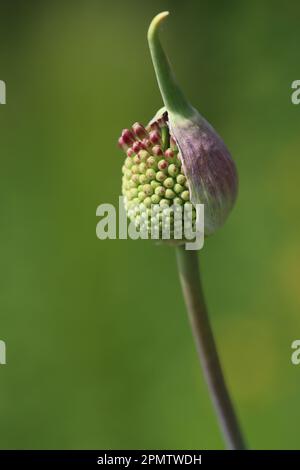 Allium amethystinum 'Red Mohican' in Bud Stockfoto