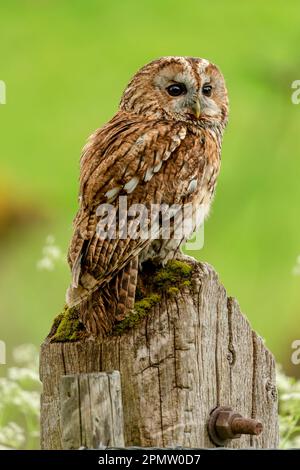 Nahaufnahme einer tawny Eule, hoch oben auf einem alten, verwitterten Zaunpfahl und nach rechts gerichtet. Sauberer, grüner Hintergrund. Wissenschaftlicher Name: Strix aluco. V Stockfoto