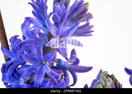 Detailliertes Bild der violetten bis violetten Blüten einer Hyazinth (Hyacinthus orientalis) Stockfoto