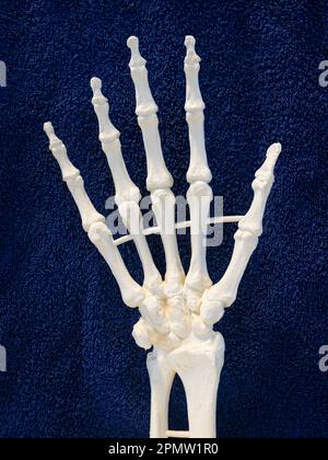 Modell des Skeletts einer Hand, wird im Biologiekurs verwendet. Stockfoto