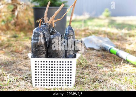 Setzlinge von Obstbüschen und Bäumen in Rohren, bereit zum Pflanzen im Garten. Vorbereitung zum Anpflanzen, Anbau natürlicher Beeren im Gartenbeet. Stockfoto