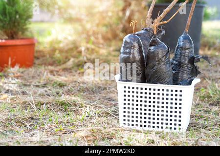 Setzlinge von Obstbüschen und Bäumen in Rohren, bereit zum Pflanzen im Garten. Vorbereitung zum Anpflanzen, Anbau natürlicher Beeren im Gartenbeet. Stockfoto