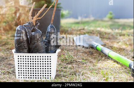 Setzlinge von Obstbüschen und Bäumen in Rohren, bereit zum Pflanzen im Garten. Vorbereitung zum Anpflanzen, Anbau natürlicher Beeren im Gartenbeet. Stockfoto