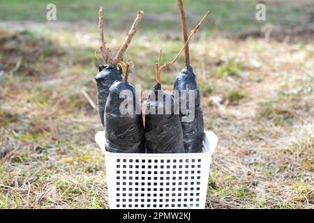 Setzlinge von Obstbüschen und Bäumen in Rohren, bereit zum Pflanzen im Garten. Vorbereitung zum Anpflanzen, Anbau natürlicher Beeren im Gartenbeet. Stockfoto