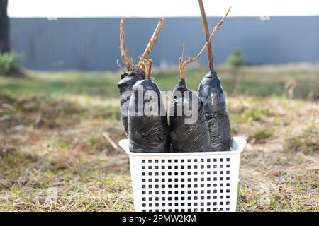 Setzlinge von Obstbüschen und Bäumen in Rohren, bereit zum Pflanzen im Garten. Vorbereitung zum Anpflanzen, Anbau natürlicher Beeren im Gartenbeet. Stockfoto