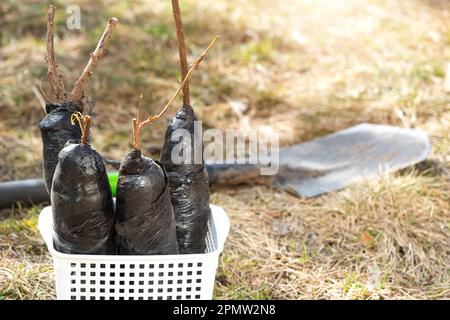 Setzlinge von Obstbüschen und Bäumen in Rohren, bereit zum Pflanzen im Garten. Vorbereitung zum Anpflanzen, Anbau natürlicher Beeren im Gartenbeet. Stockfoto