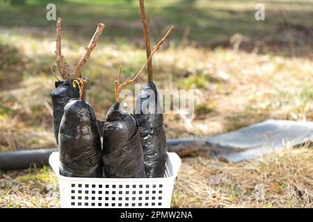 Setzlinge von Obstbüschen und Bäumen in Rohren, bereit zum Pflanzen im Garten. Vorbereitung zum Anpflanzen, Anbau natürlicher Beeren im Gartenbeet. Stockfoto