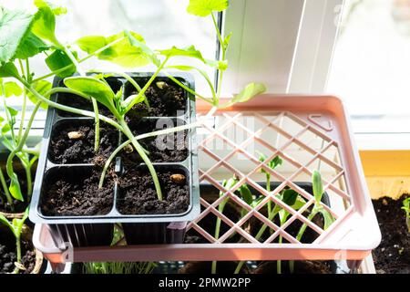 Setzlinge von Gurken und Zucchini in Torfgläsern zum Anpflanzen auf einem Gartenbett im Frühling auf der Fensterbank. Stockfoto