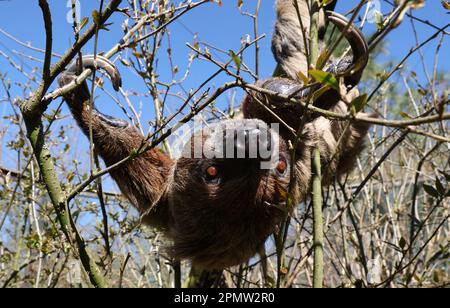 Marlow, Deutschland. 12. April 2023. Faultier Pauli hängt zwischen Zweigen im Vogelpark. Mitte März begann die neue Saison im Vogelpark. Im vergangenen Jahr zählte der Park nach eigenen Zahlen 265.000 Gäste, was ihn zu einer der meistbesuchten Freizeiteinrichtungen in Mecklenburg-Vorpommern macht. (Dpa 'Heads Down' im Vogelpark - Weißkopfseeadler im Tiefflug') Guthaben: Bernd Wüstneck/dpa/Alamy Live News Stockfoto