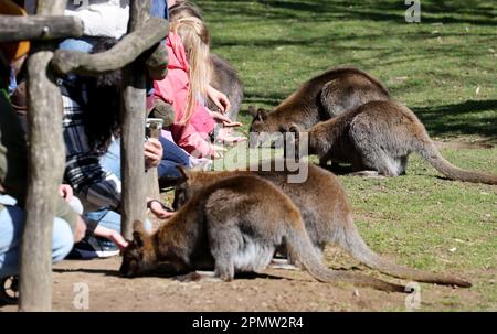 Marlow, Deutschland. 12. April 2023. Besucher versammelten sich im Vogelpark für die Fütterung der Känguru-Show. Der Vogelpark begann die neue Saison Mitte März. Im vergangenen Jahr zählte der Park nach eigenen Zahlen 265.000 Gäste, was ihn zu einer der meistbesuchten Freizeiteinrichtungen in Mecklenburg-Vorpommern macht. (Dpa 'Heads Down' im Vogelpark - Weißkopfseeadler im Tiefflug') Guthaben: Bernd Wüstneck/dpa/Alamy Live News Stockfoto