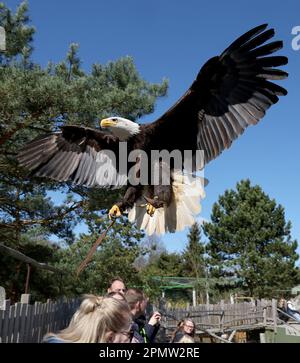 Marlow, Deutschland. 12. April 2023. Der Weißkopfseeadler Franklin gleitet bei der Flugshow im Vogelpark über die Köpfe der Besucher. Der Vogelpark begann die neue Saison Mitte März. Im vergangenen Jahr zählte der Park nach eigenen Zahlen 265.000 Gäste, was ihn zu einer der meistbesuchten Freizeiteinrichtungen in Mecklenburg-Vorpommern macht. (Dpa 'Heads Down' im Vogelpark - Weißkopfseeadler im Tiefflug') Guthaben: Bernd Wüstneck/dpa/Alamy Live News Stockfoto