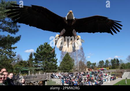 Marlow, Deutschland. 12. April 2023. Der Weißkopfseeadler Franklin gleitet bei der Flugshow im Vogelpark über die Köpfe der Besucher. Der Vogelpark begann die neue Saison Mitte März. Im vergangenen Jahr zählte der Park nach eigenen Zahlen 265.000 Gäste, was ihn zu einer der meistbesuchten Freizeiteinrichtungen in Mecklenburg-Vorpommern macht. (Dpa 'Heads Down' im Vogelpark - Weißkopfseeadler im Tiefflug') Guthaben: Bernd Wüstneck/dpa/Alamy Live News Stockfoto