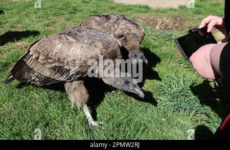 Marlow, Deutschland. 12. April 2023. Im Vogelpark zielen die kaum zwei Jahre alten Anden auf Bibi und Tina. Die beiden sind noch nicht erwachsen, aber wenn sie es sind, werden sie eine weitere Attraktion in der täglichen Flugshow. Mitte März begann die neue Saison im Vogelpark. Im vergangenen Jahr zählte der Park nach eigenen Zahlen 265.000 Gäste, was ihn zu einer der meistbesuchten Freizeiteinrichtungen in Mecklenburg-Vorpommern macht. (Dpa 'Heads Down' im Vogelpark - Weißkopfseeadler im Tiefflug') Guthaben: Bernd Wüstneck/dpa/Alamy Live News Stockfoto